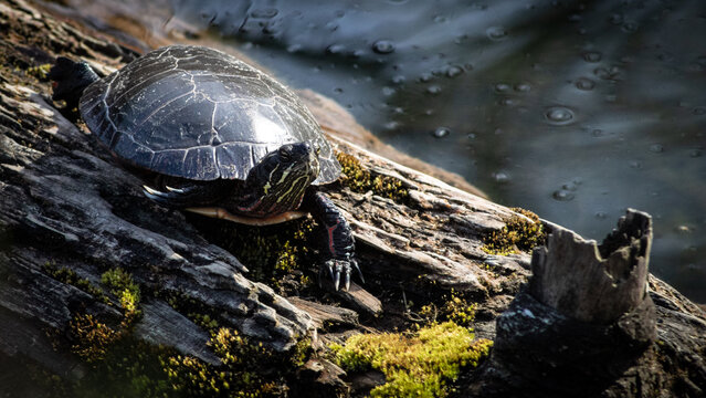 American Painted Turtle on a log in the water
