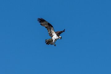 Fototapeta premium Osprey in Flight