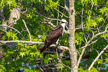 Osprey Chillin