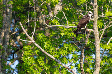 Osprey in a Tree