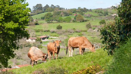 Fototapeta na wymiar Vacas marrones pastando en ladera de monte verde
