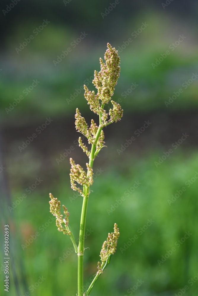 Canvas Prints Sorrel flowers. Polygonaceae pernnial plants. The flowering season is from April to July. It is a wild vegetable and can be used for medicinal purposes.