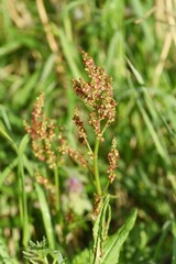 Sorrel flowers. Polygonaceae pernnial plants. The flowering season is from April to July. It is a wild vegetable and can be used for medicinal purposes.