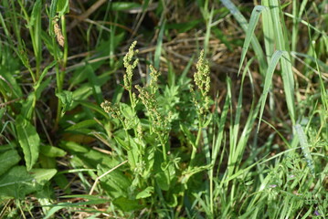 Sorrel flowers. Polygonaceae pernnial plants. The flowering season is from April to July. It is a wild vegetable and can be used for medicinal purposes.