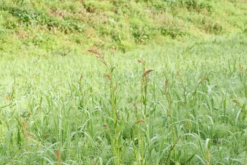 Obraz premium Sorrel flowers. Polygonaceae pernnial plants. The flowering season is from April to July. It is a wild vegetable and can be used for medicinal purposes.