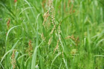 Sorrel flowers. Polygonaceae pernnial plants. The flowering season is from April to July. It is a wild vegetable and can be used for medicinal purposes.
