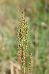 Sorrel flowers. Polygonaceae pernnial plants. The flowering season is from April to July. It is a wild vegetable and can be used for medicinal purposes.