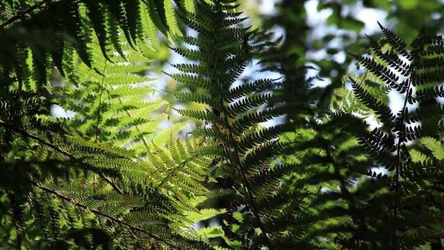 Fondo de helechos movi&eacute;ndose en con el viento en el bosque en primavera.