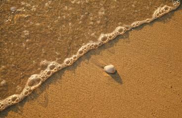 Beach sand texture with a shell and a light wave.
