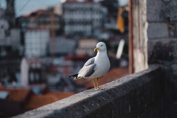 Seagull close-up, the historic center of Porto in blur in the background. Portugal.