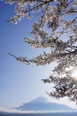 逆光の桜と富士山　山中湖