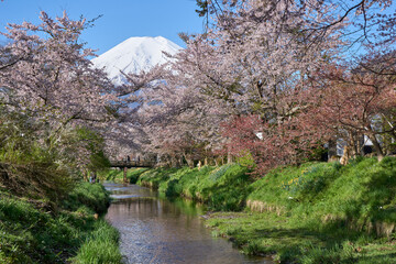 忍野の新名川の桜並木と富士山　忍野八海