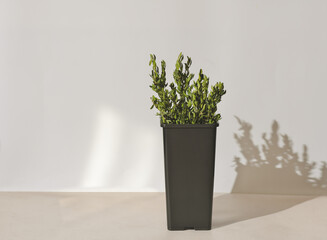 green boxwood branches in a flowerpot under natural light. copy space. evergreen leaves, minimal style home decor