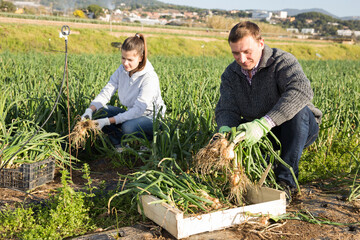 Positive couple picking harvest of green onions on the field