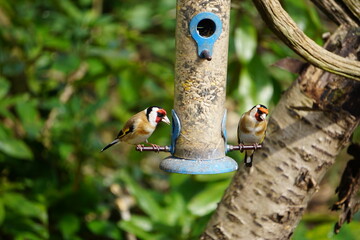 Goldfinches eating seeds at a bird feeder
