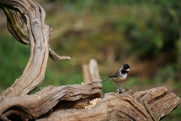 A coal tit searches for food, with success