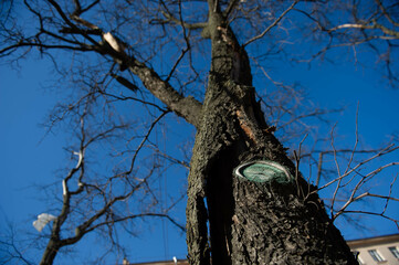 Fototapeta na wymiar Old tree with fungus against sky in spring