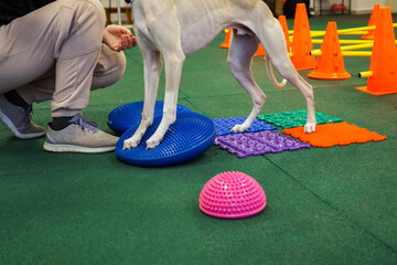 Dog is engaged fitness on massage and physiotherapy carpet. Training device for rehabilitation...
