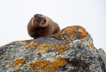 Yellow Bellied Marmot