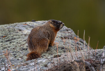 Yellow Bellied Marmot