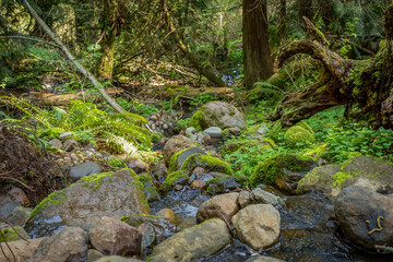 A small stream of water flowing between moss covered rocks down a hillside at Small Mashel Falls-Bud Blancher Trail near Eatonville, Washington.