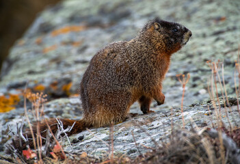 Yellow Bellied Marmot