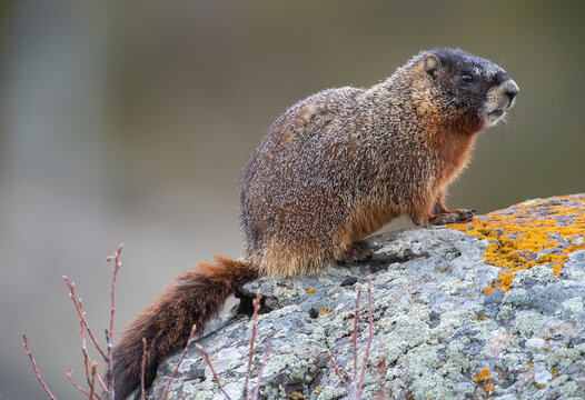 Yellow Bellied Marmot