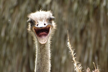 Close-up of ostrich head with open beak