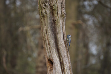 Blue tit foraging for food on a tree