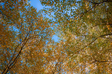 Abstract tree top branches and leaves in the forest