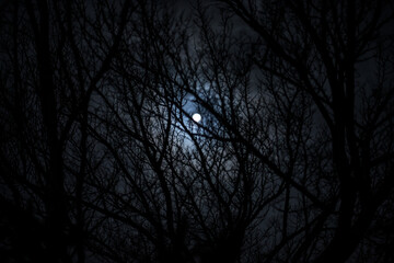 The full moon in cloudy sky seen through branches of trees at night