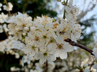 tree blossom