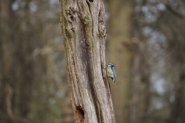Blue tit foraging for food on a tree