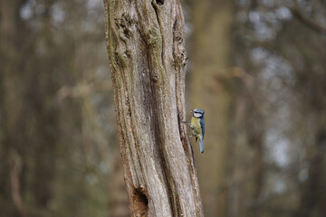 Blue tit foraging for food on a tree