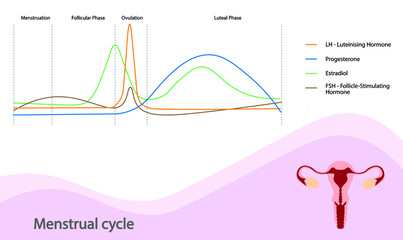 Menstrual cycle hormone phases chart - obrazy, fototapety, plakaty