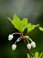 Enkianthus Perulatus flowers are blooming