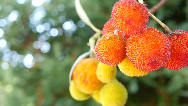 Strawberry tree or shrub ripe and unripe fruits, irish arbutus unedo harvest, cain or cane apple berries. California garden. Green leaves foliage. Mediterranean Europe flora, widespread in Ireland.