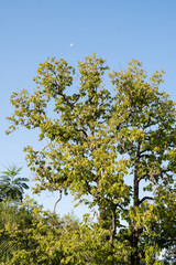 Green leaves tree with the moon in the background,Foz,Brasil.