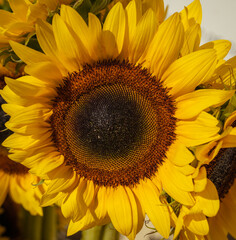 sunflower on a white background