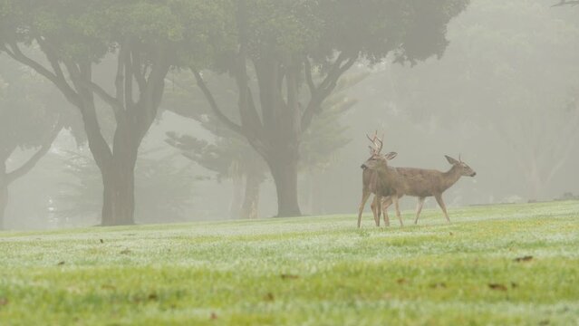 Wild male deer with antlers or horns grazing on green lawn, foggy weather atmosphere, forest trees. Fallow, red or mule deer animal on grass, buck or stag. Monterey wildlife, California nature, USA.