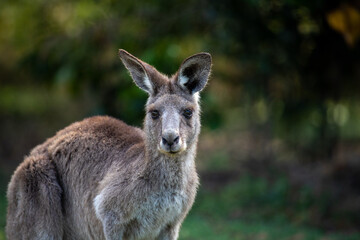 Naklejka na ściany i meble Grey Kangaroo in Australian Landscape 