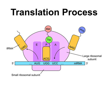 Scientific Designing Of Translation Process. Colorful Symbols. Vector Illustration.