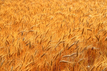 Ears of wheat on yellow field background, nature. Rich summer harvest, agricultural industry for food. Lack of food wheat. Spot focus on spikelet