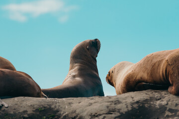 El harén de los lobos marinos