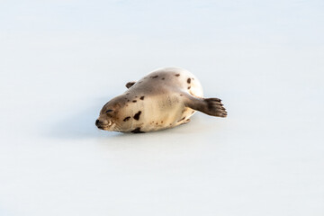 A large grey spotted harp seal or harbour seal on white snow and ice with a sad looking face. The...