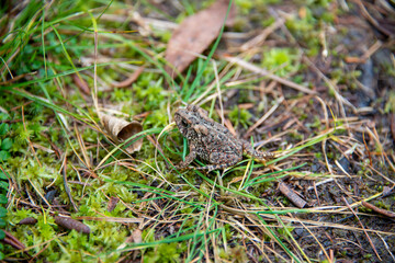 Naklejka na ściany i meble A common toad, amphibian, hiding among green grass, yellow leaves, swamp ground, and weeds. The aquatic reptile is small, camouflaged, slimy, and wet with brown warty bumps on the organism's back. 