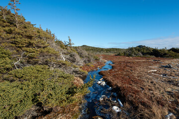 A natural stream with clear shallow water. The narrow river trickles along a marshy ground with...