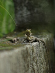 lizard on a rock