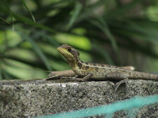 lizard on a tree