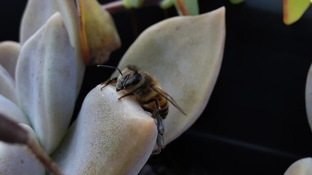 bee on flower